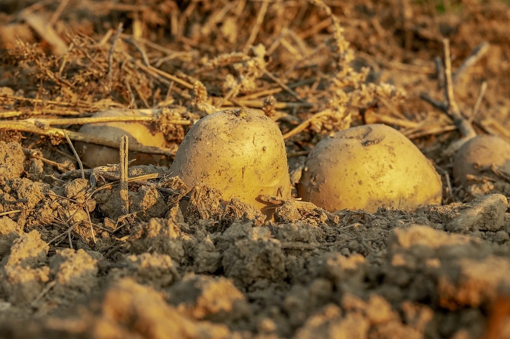 Planter des légumes faciles pour débuter un potager