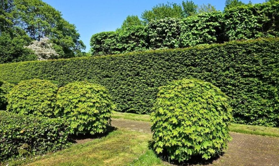 Pourquoi faire appel à un paysagiste pour créer son jardin &nbsp;?