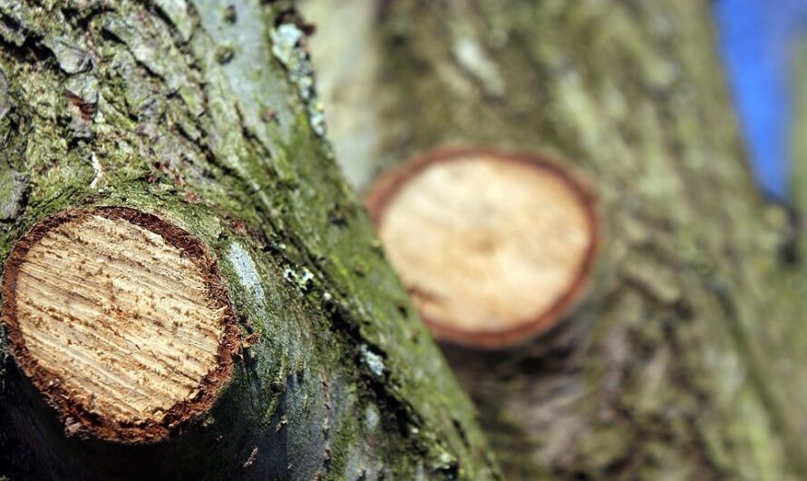 Elagage en Haute-Vienne : pourquoi déléguer cette tâche &nbsp;?
